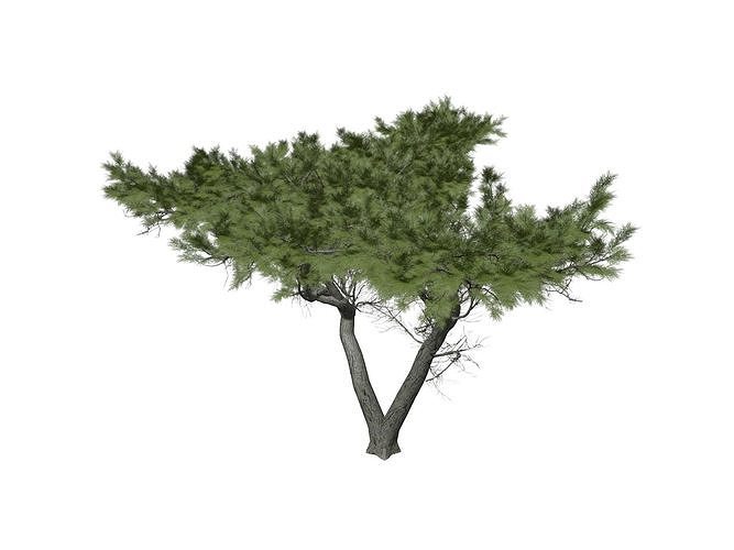 Monterey Cypress Tree - 08 - 3D model