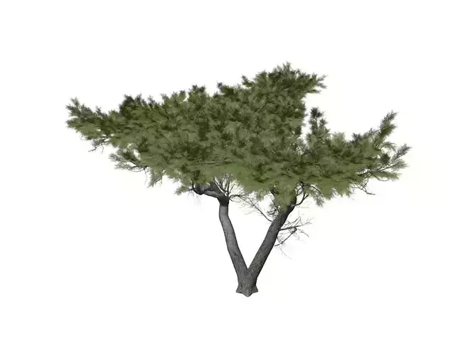 Monterey Cypress Tree - 08 -