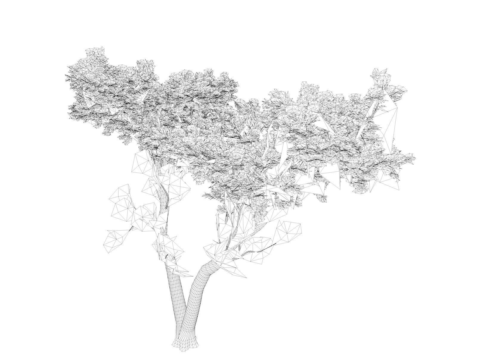 Monterey Cypress Tree - 09 - 3D model_1