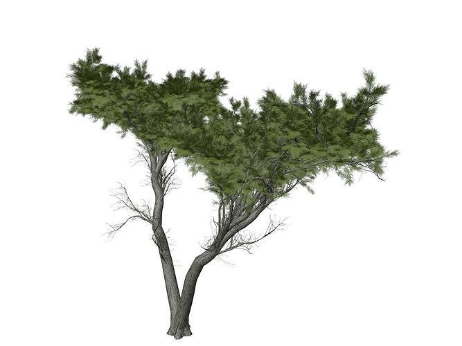 Monterey Cypress Tree - 09 - 3D model