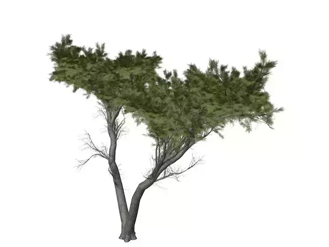 Monterey Cypress Tree - 09 -