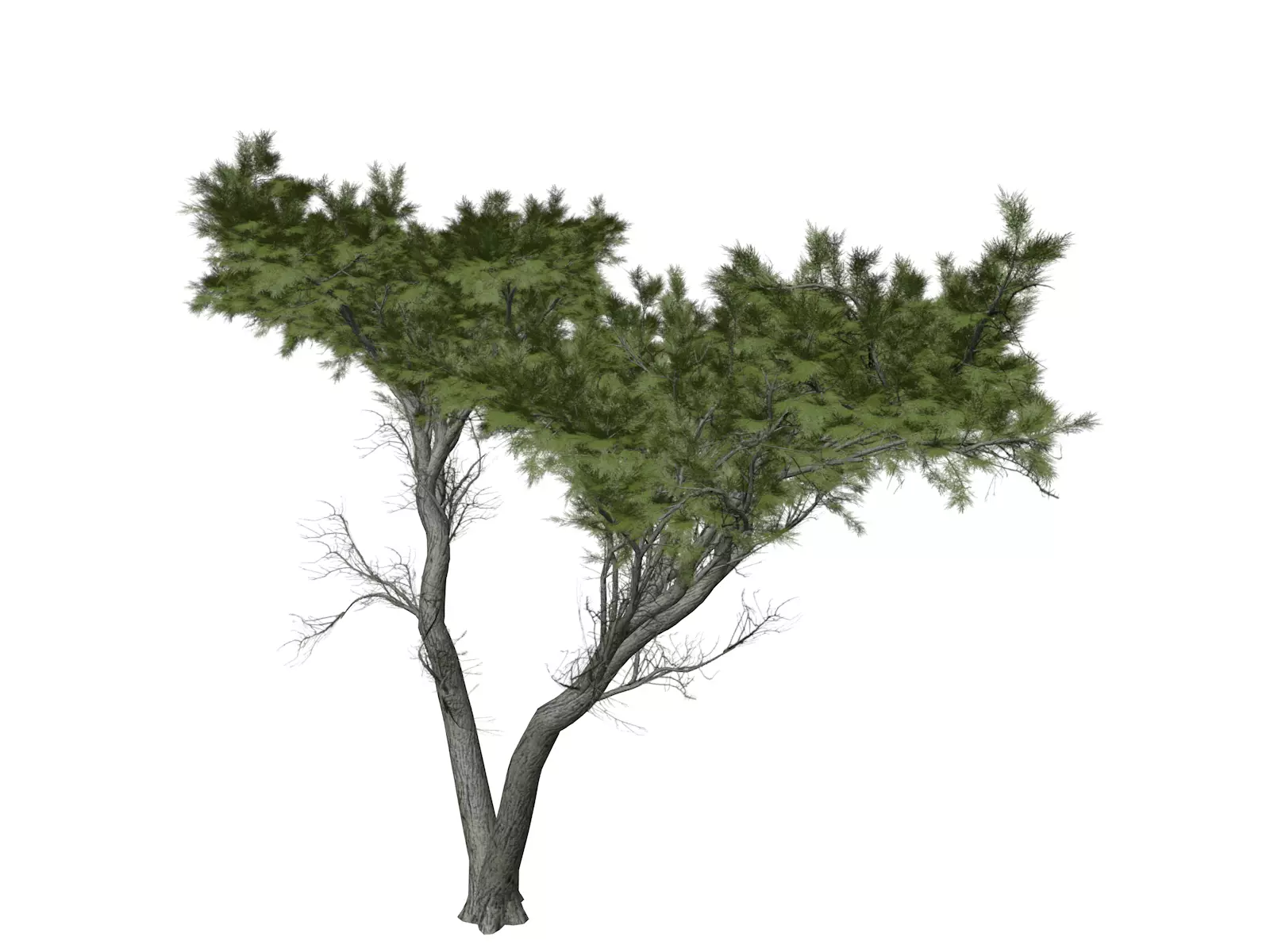 Monterey Cypress Tree - 09 - 3D model_0