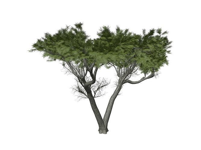 Monterey Cypress Tree - 10 - 3D model