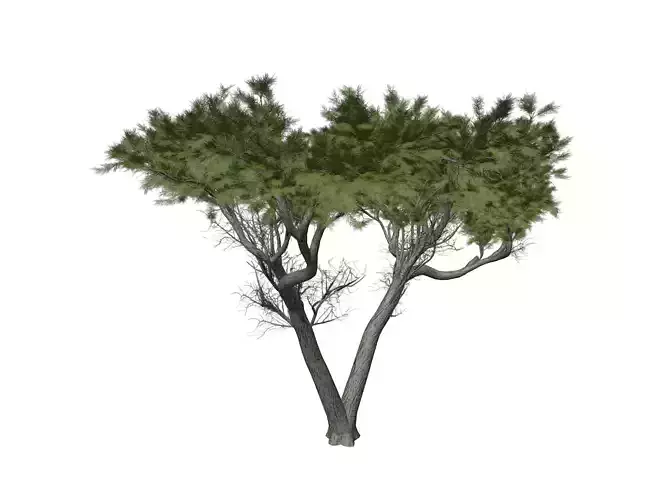 Monterey Cypress Tree - 10 -