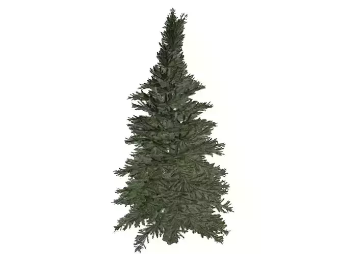 Norway Spruce Tree - 01 -