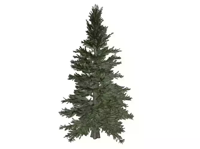 Norway Spruce Tree - 02 -
