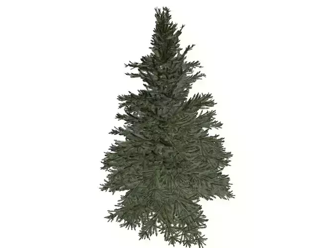 Norway Spruce Tree - 03 -