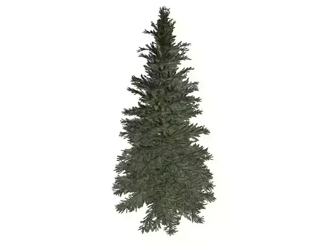 Norway Spruce Tree - 04 -