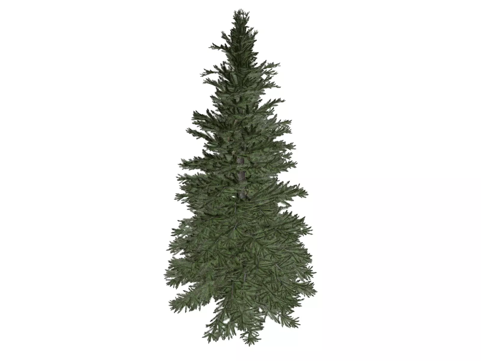 Norway Spruce Tree - 04 - 3D model_0