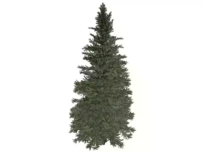 Norway Spruce Tree - 05 -