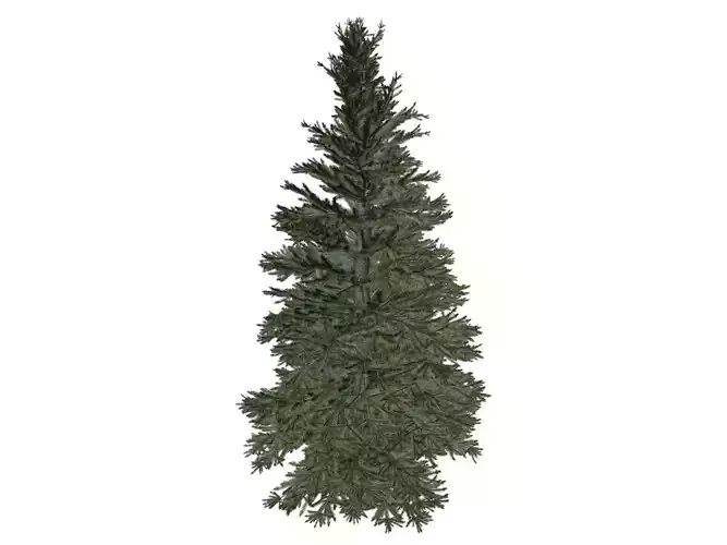 Norway Spruce Tree - 06 -