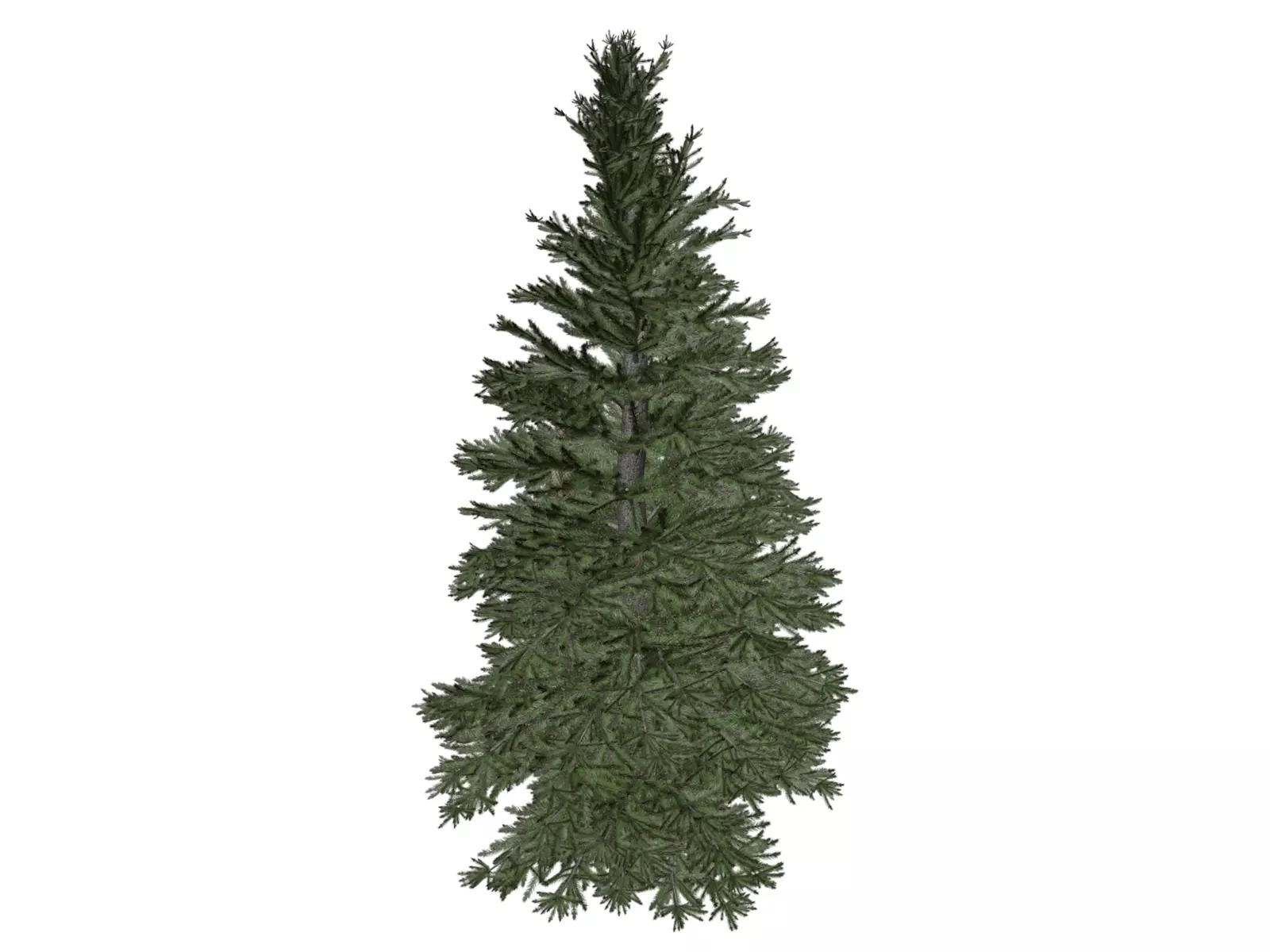 Norway Spruce Tree - 06 - 3D model_0