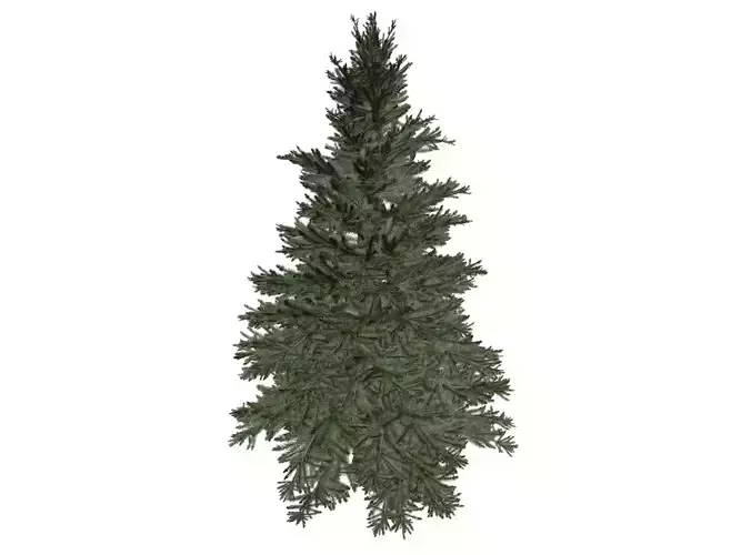Norway Spruce Tree - 07 -