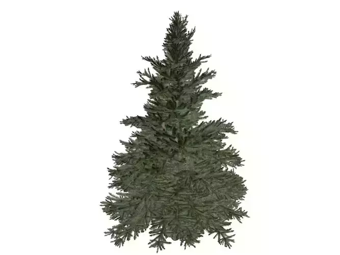 Norway Spruce Tree - 08 -
