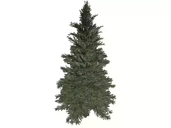 Norway Spruce Tree - 09 -