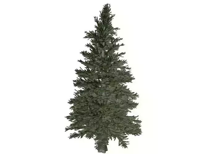 Norway Spruce Tree - 10 -