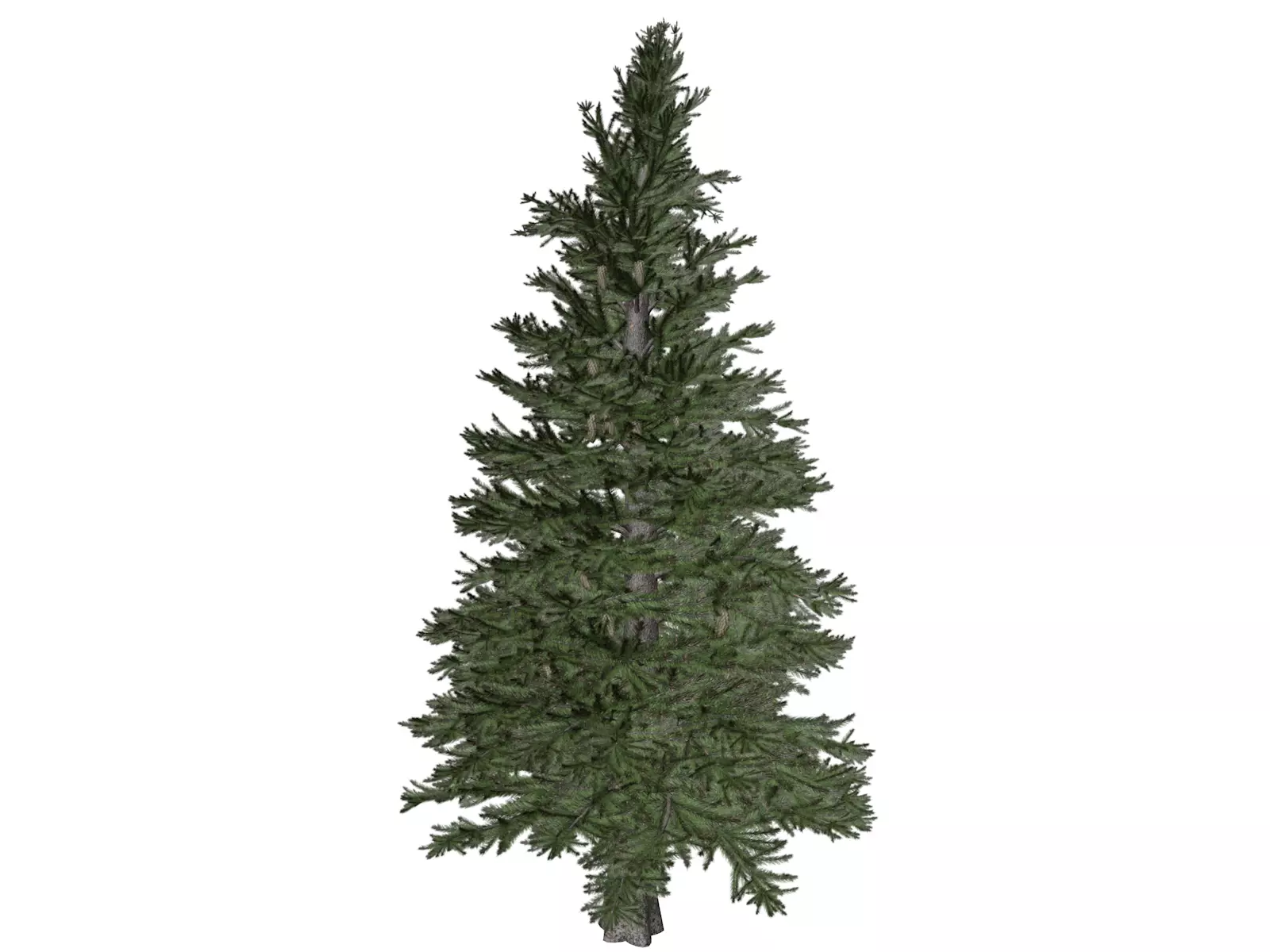 Norway Spruce Tree - 10 - 3D model_0