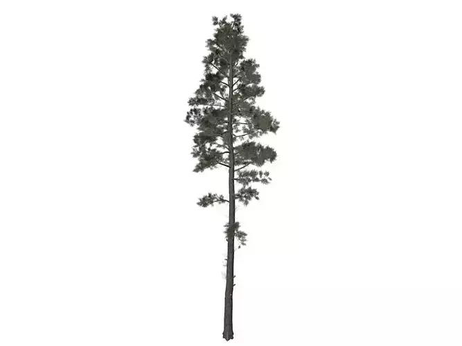 Scots Pine Tree - 01 -