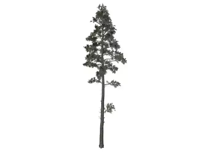 Scots Pine Tree - 02 -