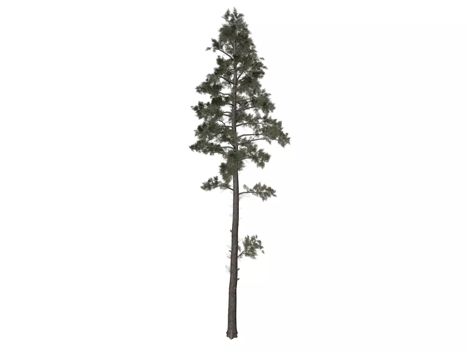 Scots Pine Tree - 02 - 3D model_0