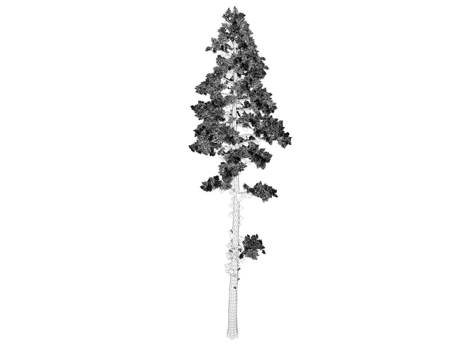 Scots Pine Tree - 02 - 3D model_1