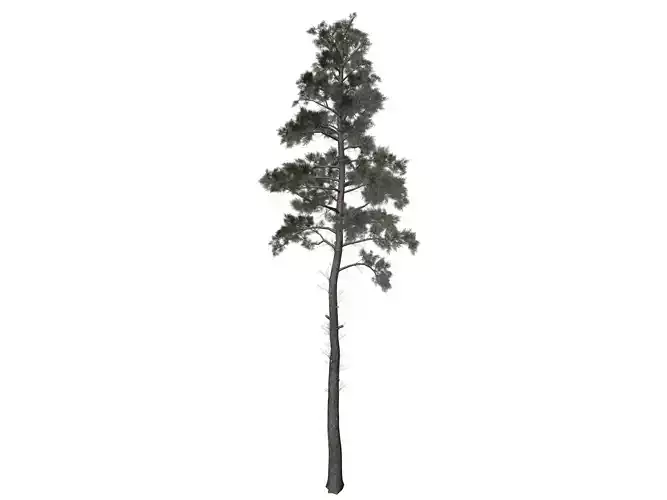 Scots Pine Tree - 03 -