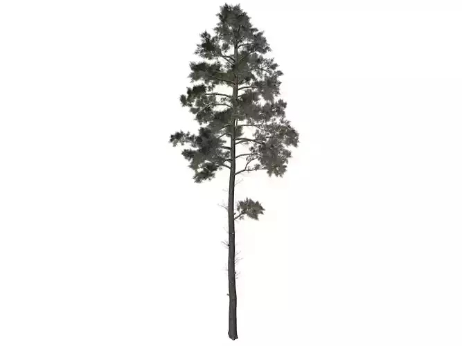 Scots Pine Tree - 04 -