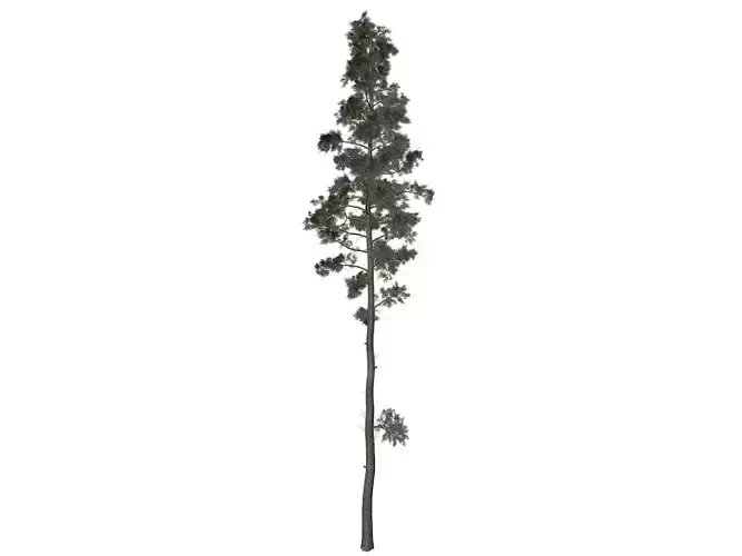 Scots Pine Tree - 05 -