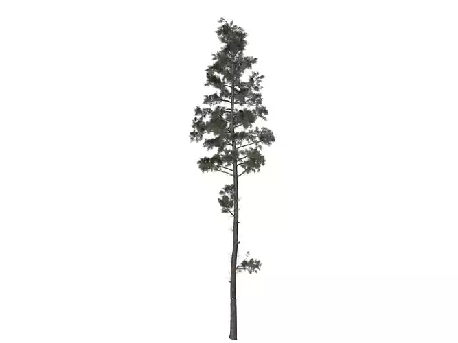 Scots Pine Tree - 06 -