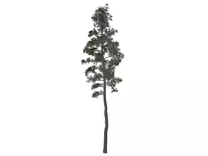 Scots Pine Tree - 07 -