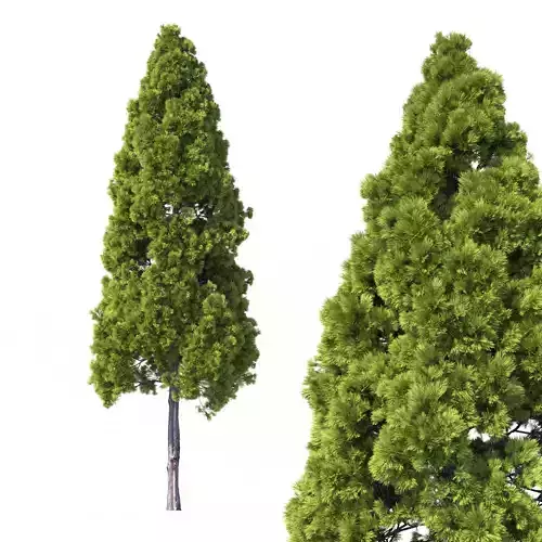 Cryptomeria Japonica Tree