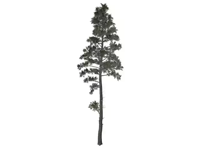 Scots Pine Tree - 08 -