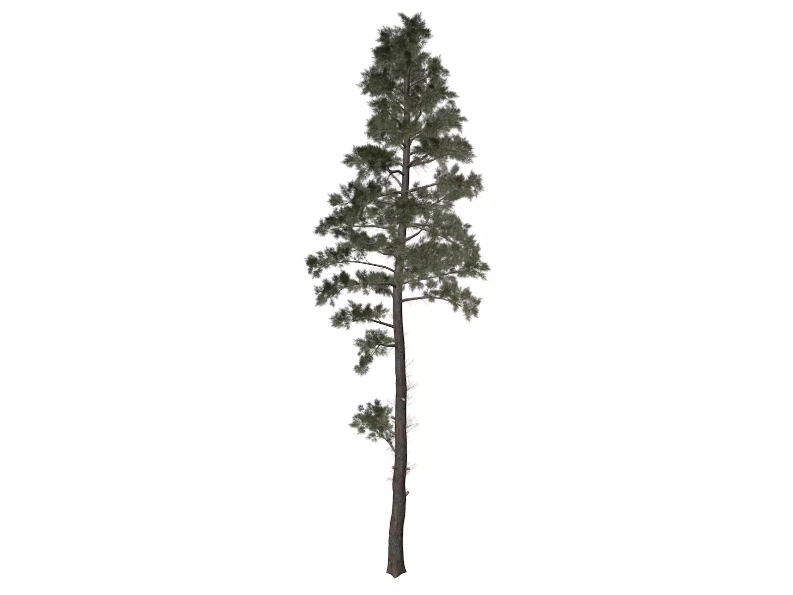 Scots Pine Tree - 08 - 3D model_0