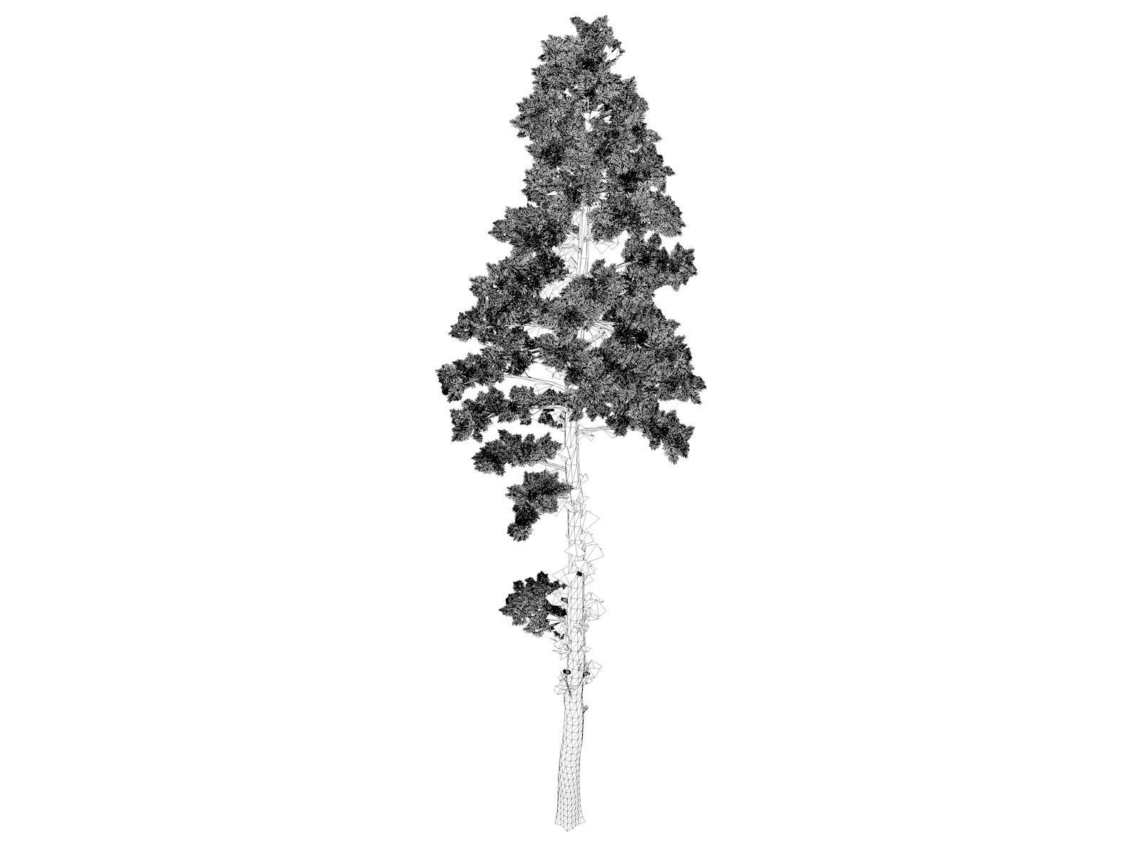 Scots Pine Tree - 08 - 3D model_1