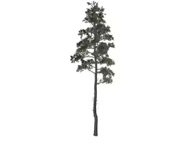 Scots Pine Tree - 09 -