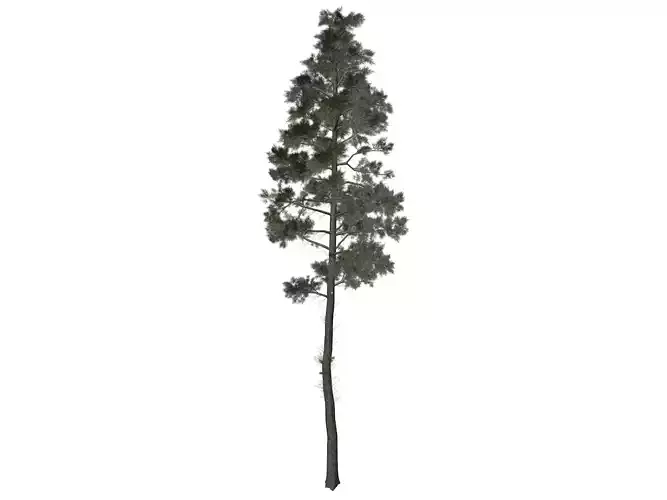 Scots Pine Tree - 10 -