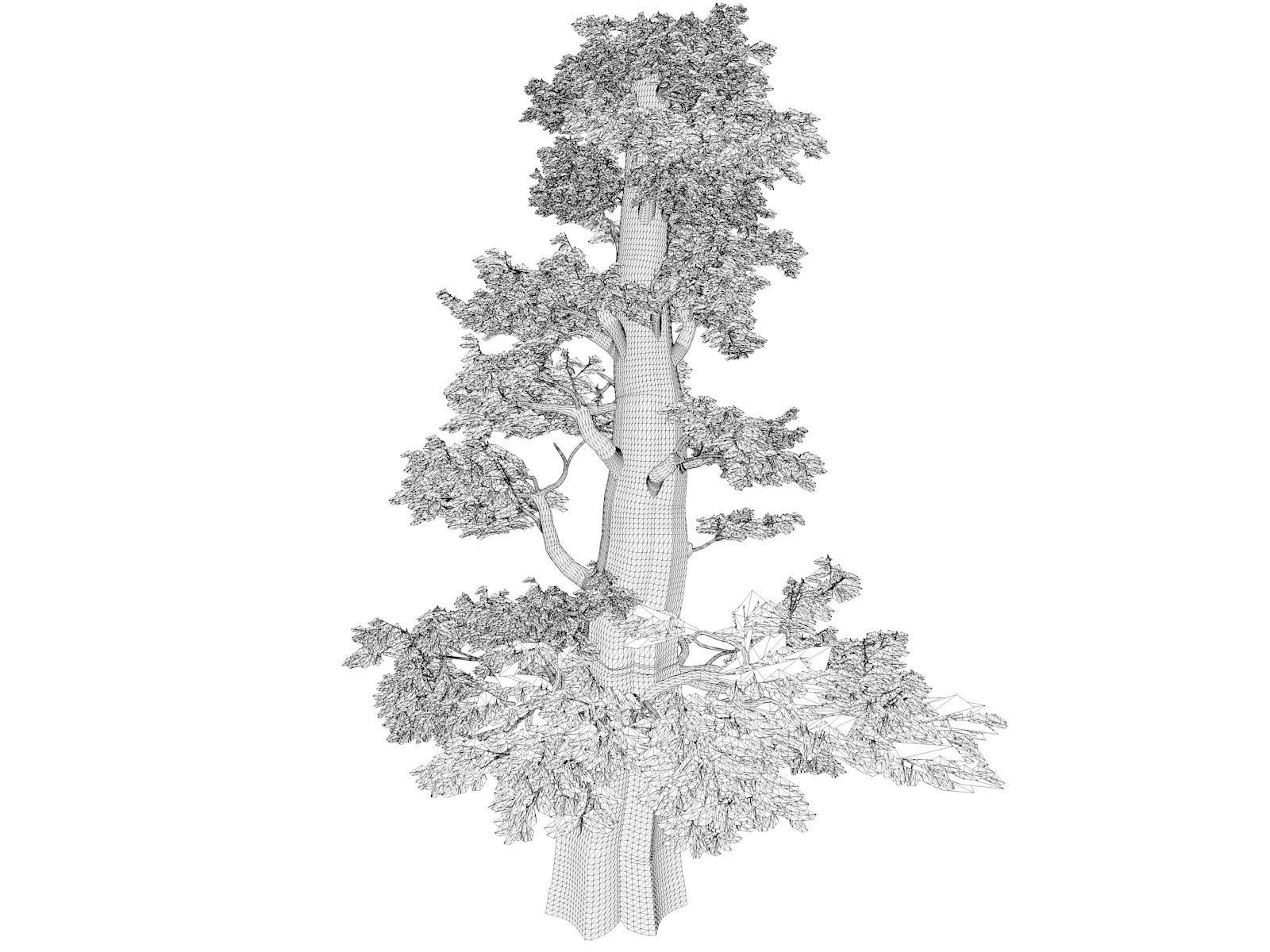 Western Juniper Tree - 01 - 3D model_1