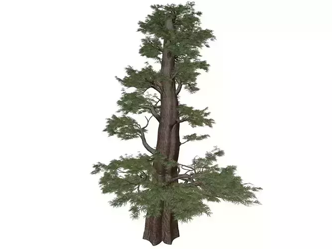 Western Juniper Tree - 01 - 3D model Western Juniper Tree - 01 - 3D model