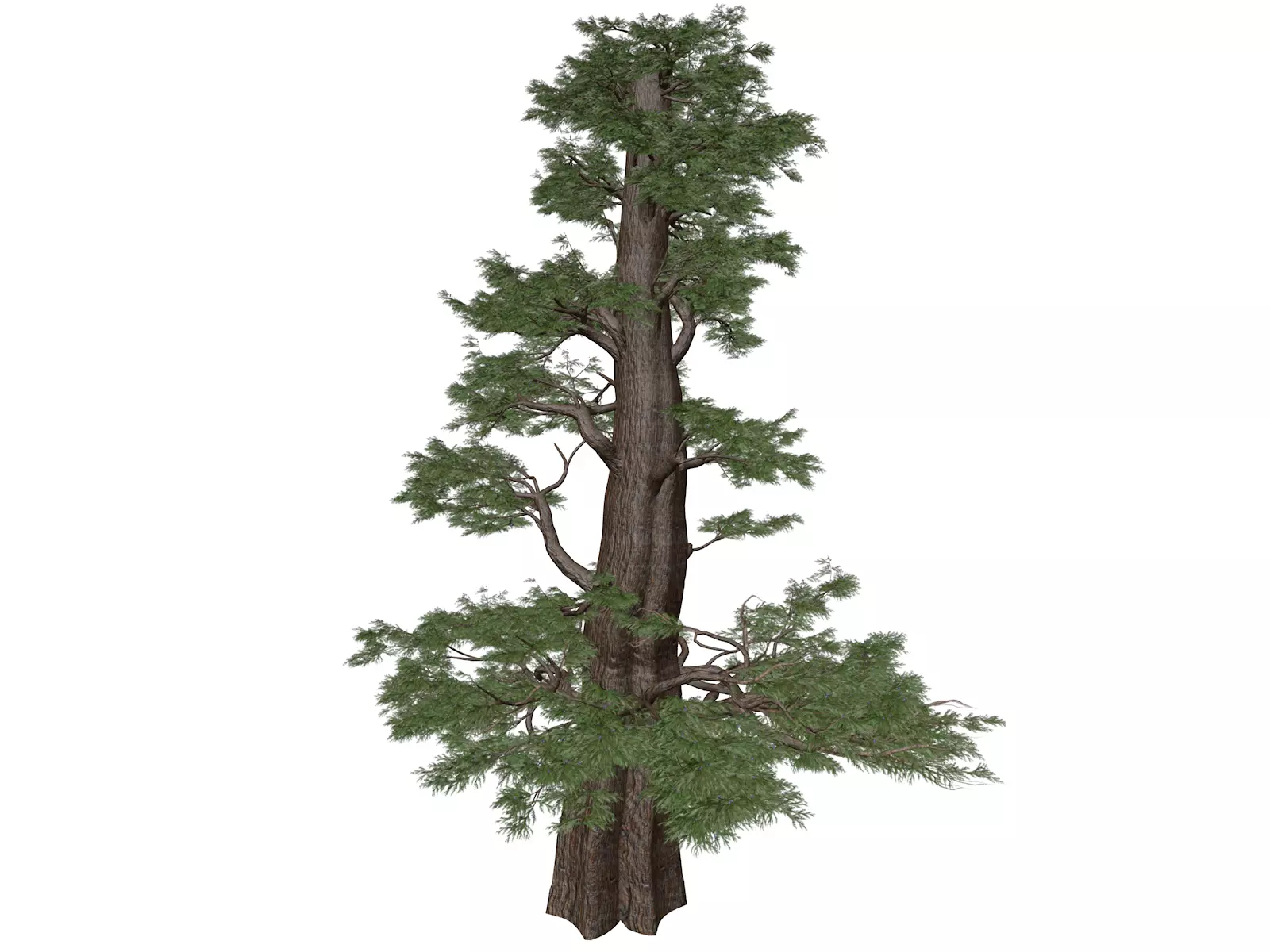 Western Juniper Tree - 01 - 3D model_0