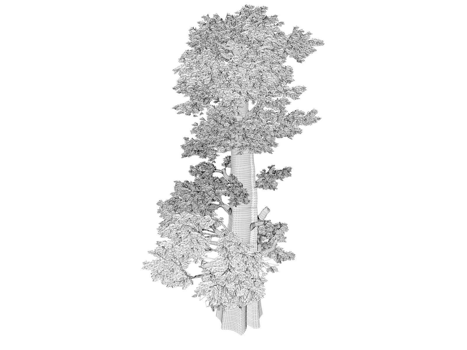 Western Juniper Tree - 02 - 3D model_1