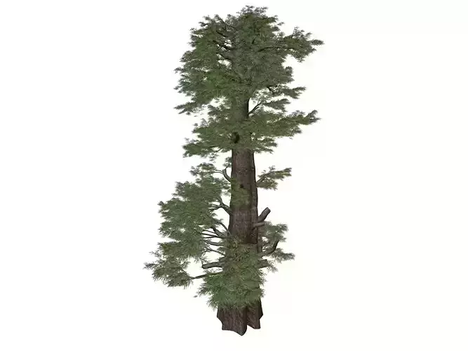 Western Juniper Tree - 02 -
