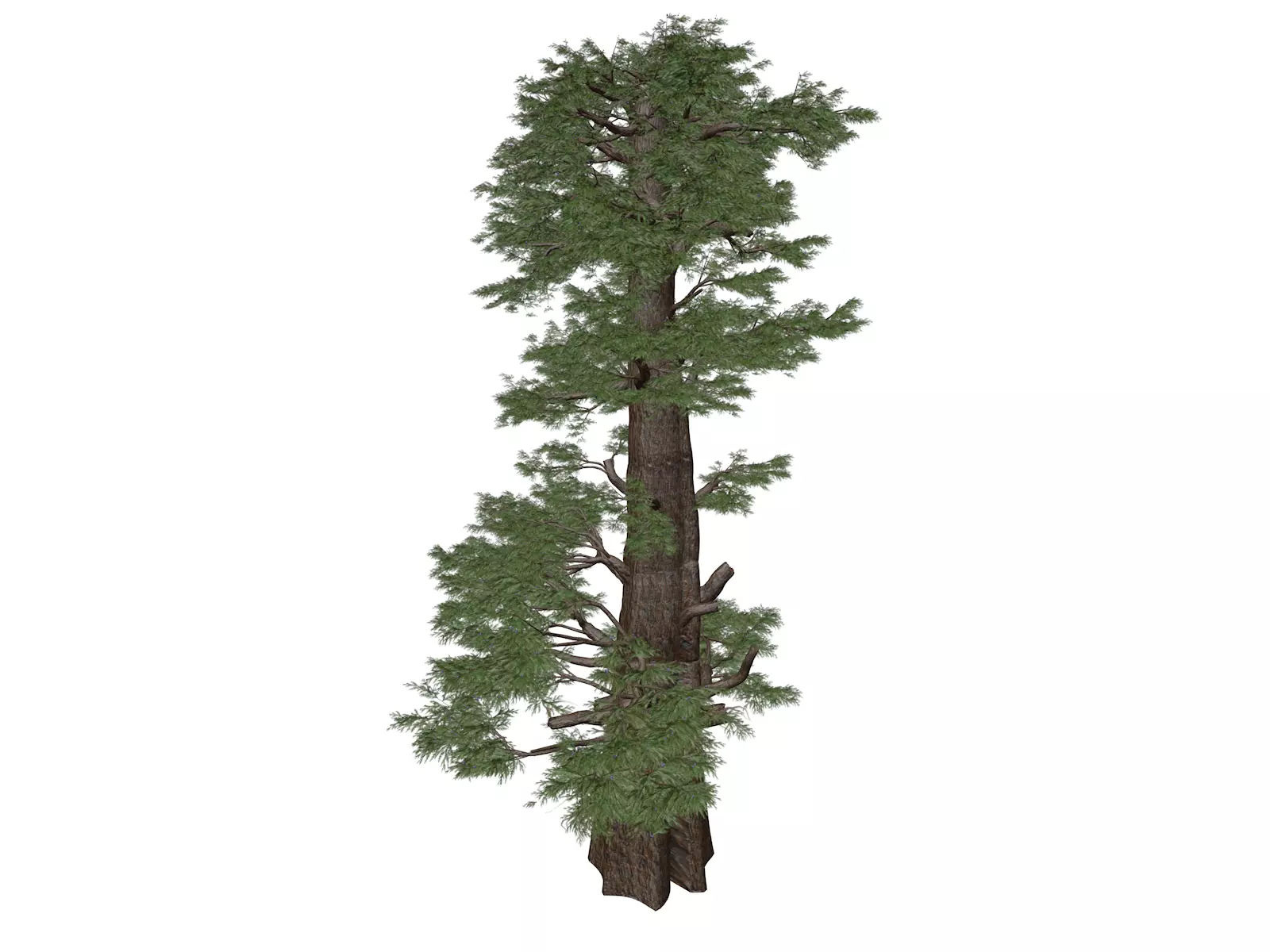Western Juniper Tree - 02 - 3D model_0