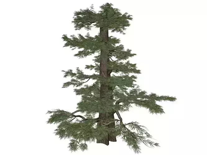 Western Juniper Tree - 03 - 3D model