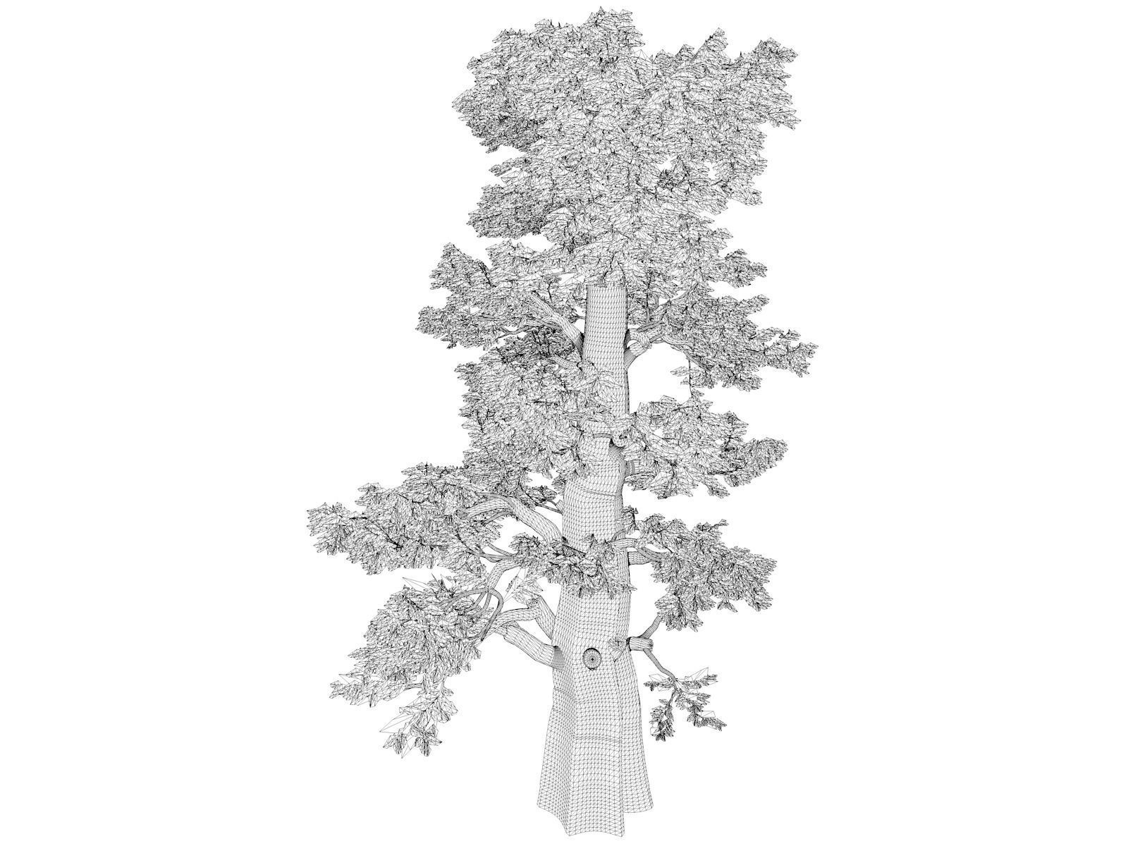 Western Juniper Tree - 04 - 3D model_1