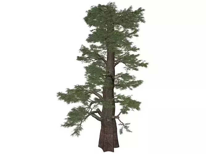 Western Juniper Tree - 04 -