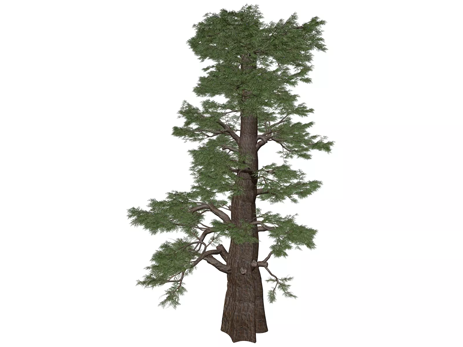 Western Juniper Tree - 04 - 3D model_0