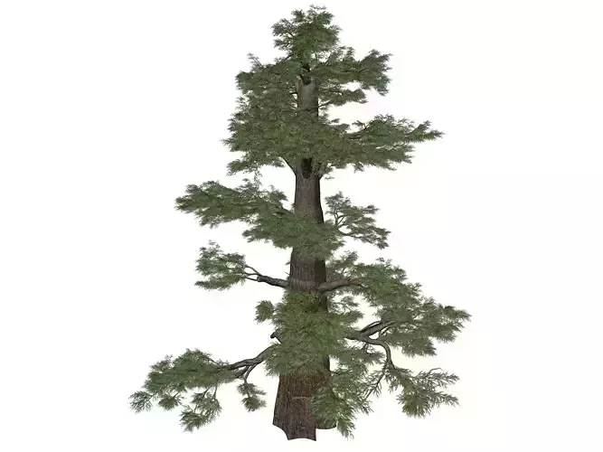 Western Juniper Tree - 05 - 3D model