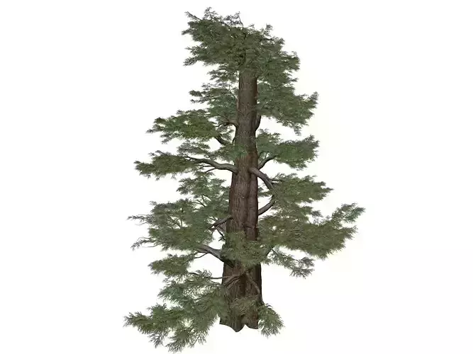 Western Juniper Tree - 06 - 3D model Western Juniper Tree - 06 - 3D model