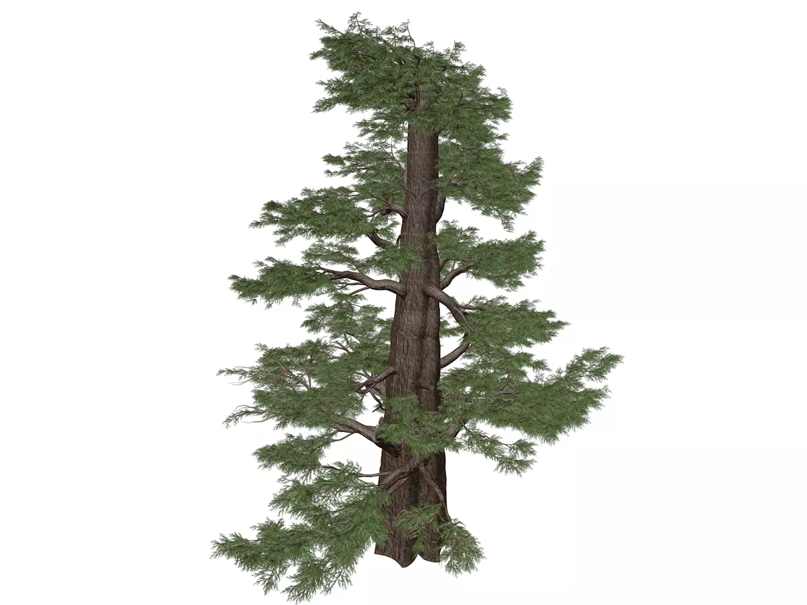 Western Juniper Tree - 06 - 3D model_0
