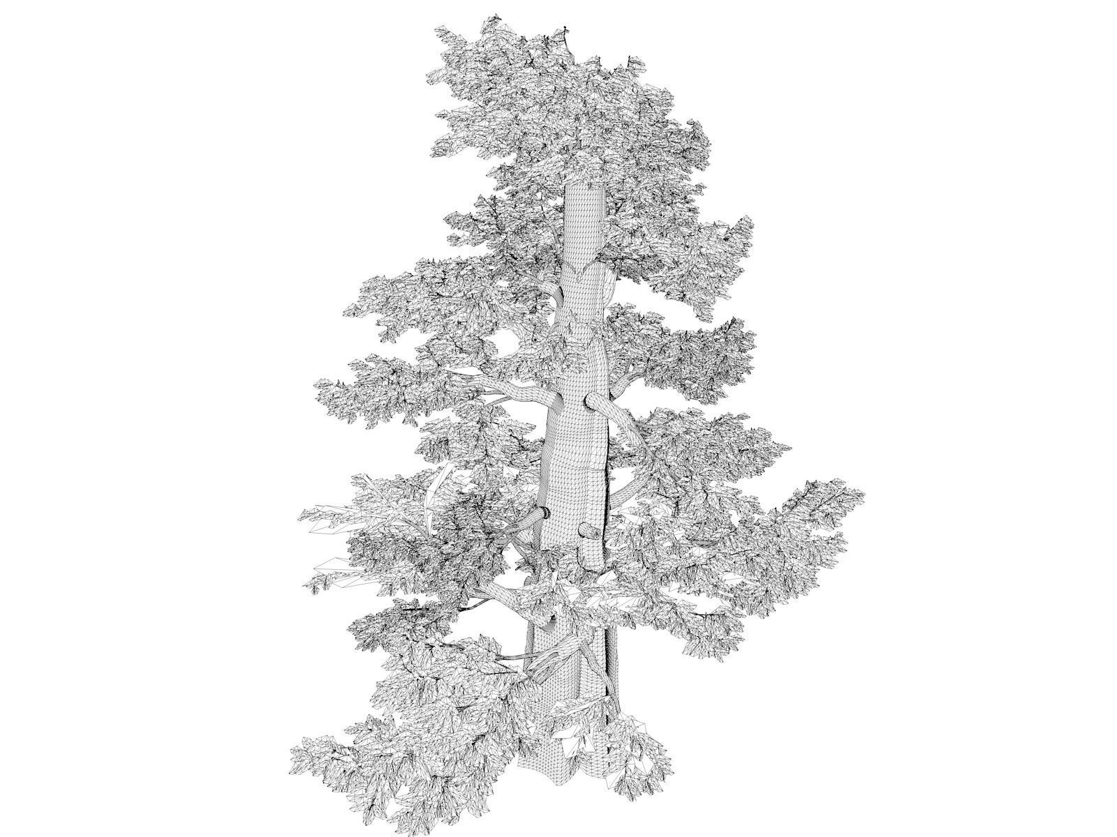 Western Juniper Tree - 06 - 3D model_1